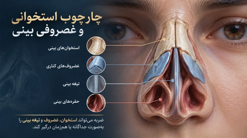 چارچوب استخوانی و غضروفی بینی